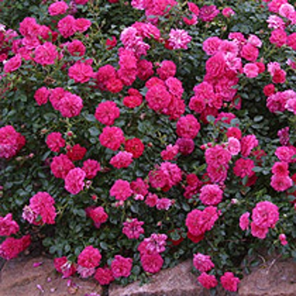 COUNTY OF HAMPSHIRE (Ground cover) Garden Roses Pococks Roses The
